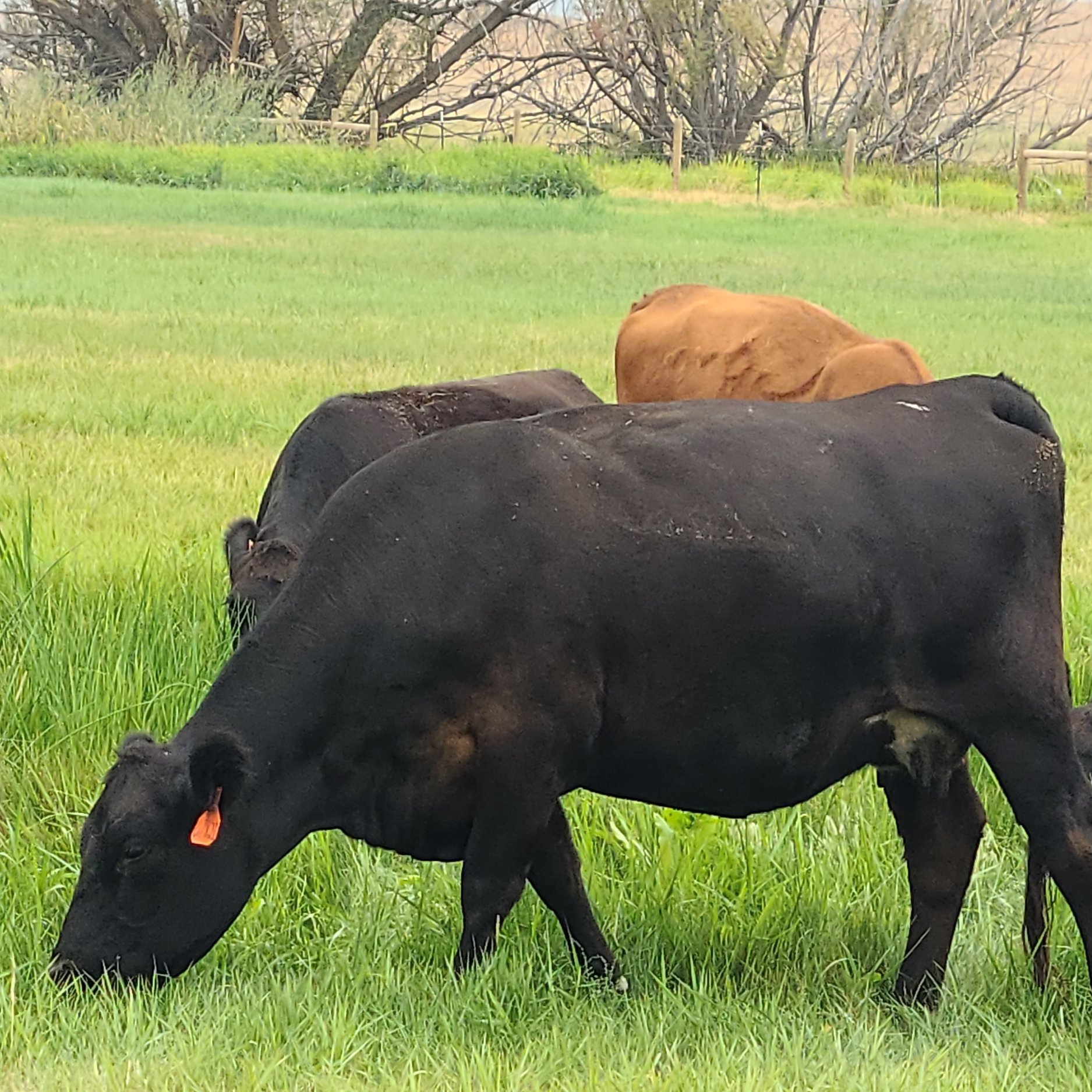Brenda+Herron+-+20230820_133227 Black and brown cows grazing on lush green grass in a pasture, surrounded by trees and a rural landscape.
