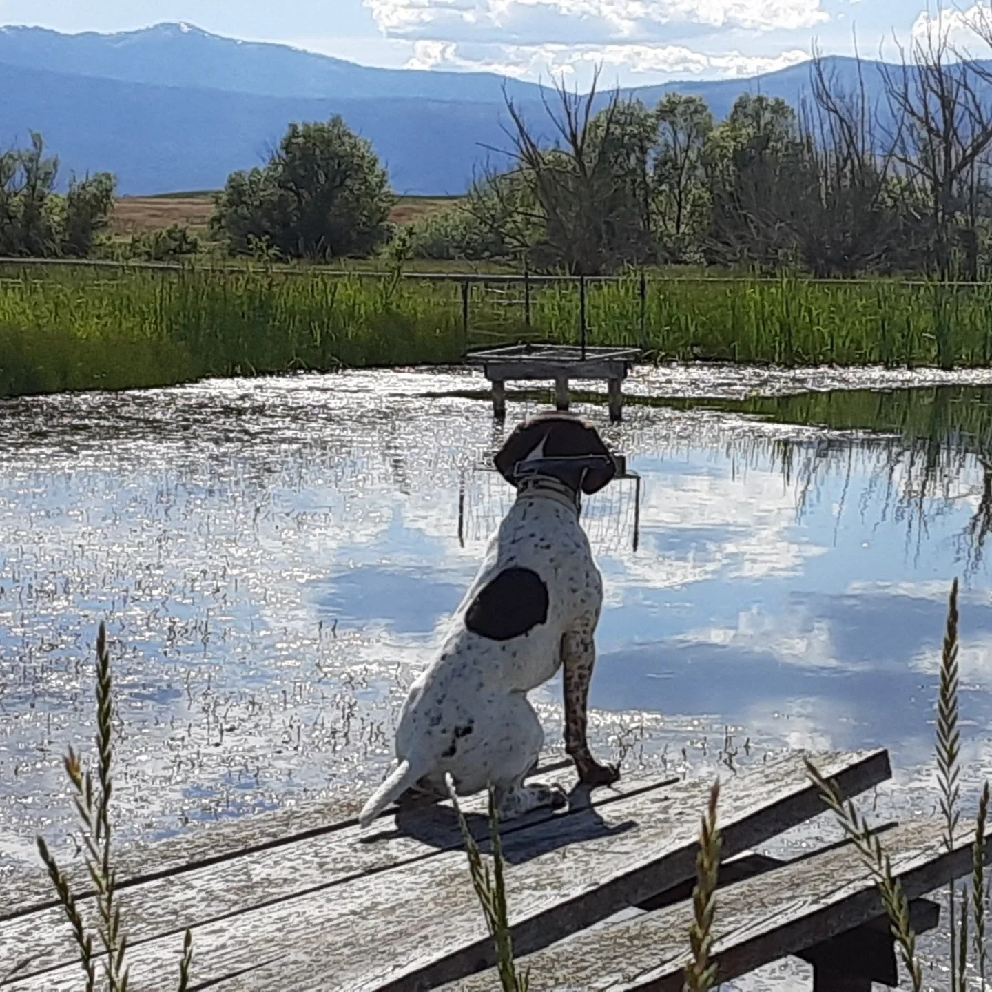 Brenda+Herron+-+Resized_20200625_165840 A dog sitting on a wooden dock overlooking a serene pond surrounded by lush greenery and mountains in the background, reflecting a clear blue sky with fluffy clouds.